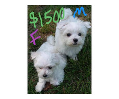 Fluffy white Maltese puppies for sale