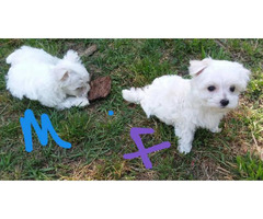 Fluffy white Maltese puppies for sale