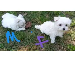 Fluffy white Maltese puppies for sale - 2
