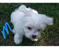 Fluffy white Maltese puppies for sale - 3