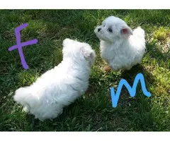 Fluffy white Maltese puppies for sale - 4