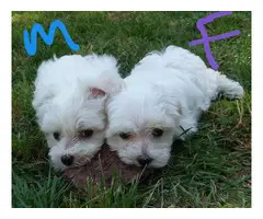 Fluffy white Maltese puppies for sale - 5