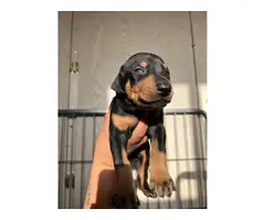 Seven Doberman pinscher puppies for sale