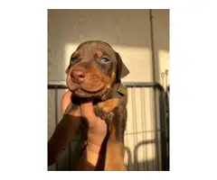 Seven Doberman pinscher puppies for sale - 4