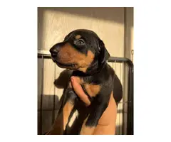 Seven Doberman pinscher puppies for sale - 5