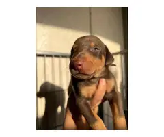 Seven Doberman pinscher puppies for sale - 6