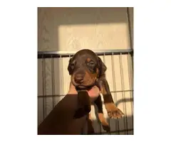 Seven Doberman pinscher puppies for sale - 7