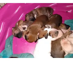 Boxer puppies for adoption