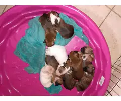 Boxer puppies for adoption - 2
