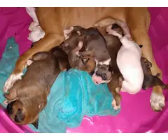Boxer puppies for adoption - 3