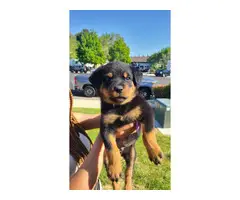 Rottweiler male puppies for sale