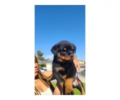 Rottweiler male puppies for sale