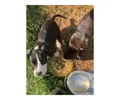 Purebreed Pit bull puppies - 4