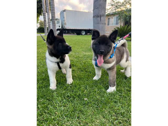 American Akita Puppies for Sale Gardena - Puppies for Sale Near Me