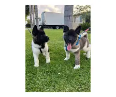 American Akita Puppies for Sale