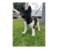 American Akita Puppies for Sale - 2