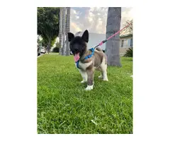 American Akita Puppies for Sale - 3