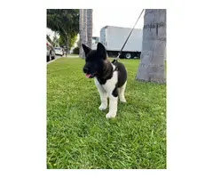 American Akita Puppies for Sale - 5