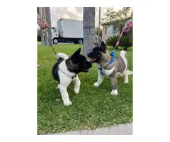 American Akita Puppies for Sale - 6