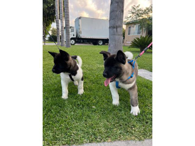 American Akita Puppies for Sale Gardena - Puppies for Sale Near Me