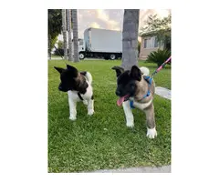 American Akita Puppies for Sale - 7