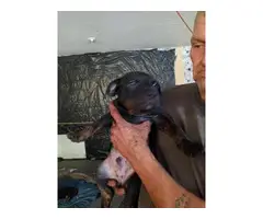 6 weeks old puppies Mastiff Rottweiler Mixed - 6