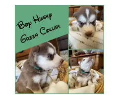 6 Husky puppies needing a new loving home