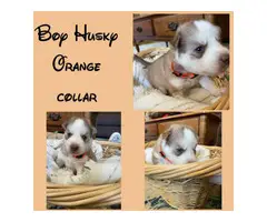 6 Husky puppies needing a new loving home - 2