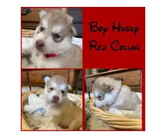 6 Husky puppies needing a new loving home - 3