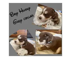 6 Husky puppies needing a new loving home - 4