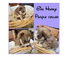 6 Husky puppies needing a new loving home - 6