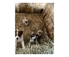 Blue and Red Australian Cattle Dog Puppies