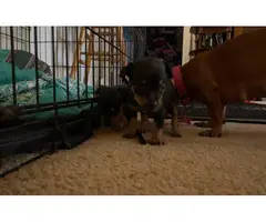 5 little Chiweenie puppies for sale - 2