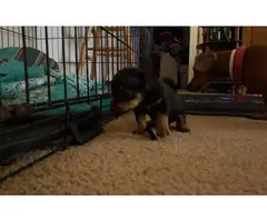 5 little Chiweenie puppies for sale - 3