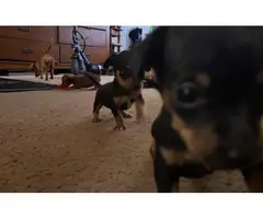5 little Chiweenie puppies for sale - 4