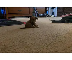 5 little Chiweenie puppies for sale - 6