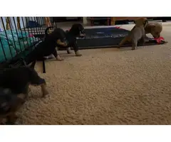 5 little Chiweenie puppies for sale - 8