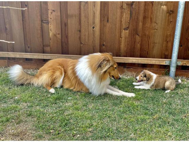 Purebred rough collie puppies Dallas - Puppies for Sale Near Me