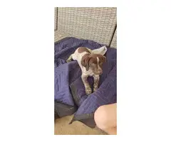 2 German Shorthaired puppies - 5