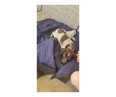 2 German Shorthaired puppies - 6