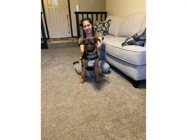 6 months old Pitweiler puppy looking for a good home - 1/3