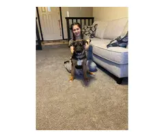 6 months old Pitweiler puppy looking for a good home