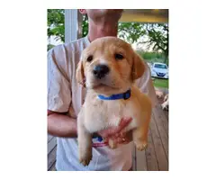 AKC Labrador Retriever Puppies for sale
