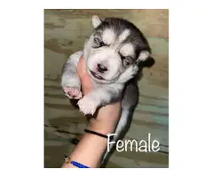 7 beautiful Shepsky puppies for sale - 2