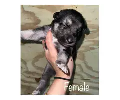 7 beautiful Shepsky puppies for sale - 4
