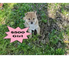 Beautiful Shiba Inu Puppies for Sale - 2