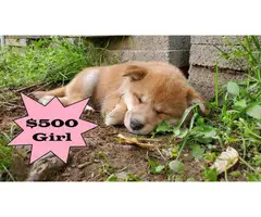 Beautiful Shiba Inu Puppies for Sale - 3