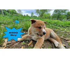 Beautiful Shiba Inu Puppies for Sale - 4