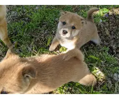Beautiful Shiba Inu Puppies for Sale - 5