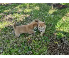 Beautiful Shiba Inu Puppies for Sale - 7
